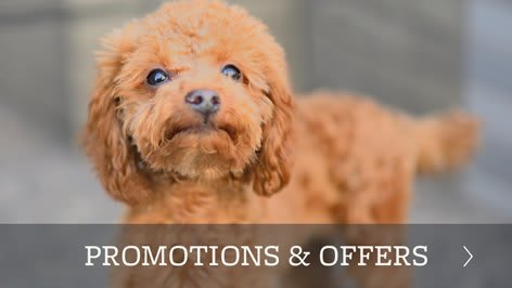 Animal Hospital wellness plans offered in York