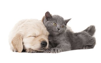 Animal hospital in York are here to make your pets happy and healthy